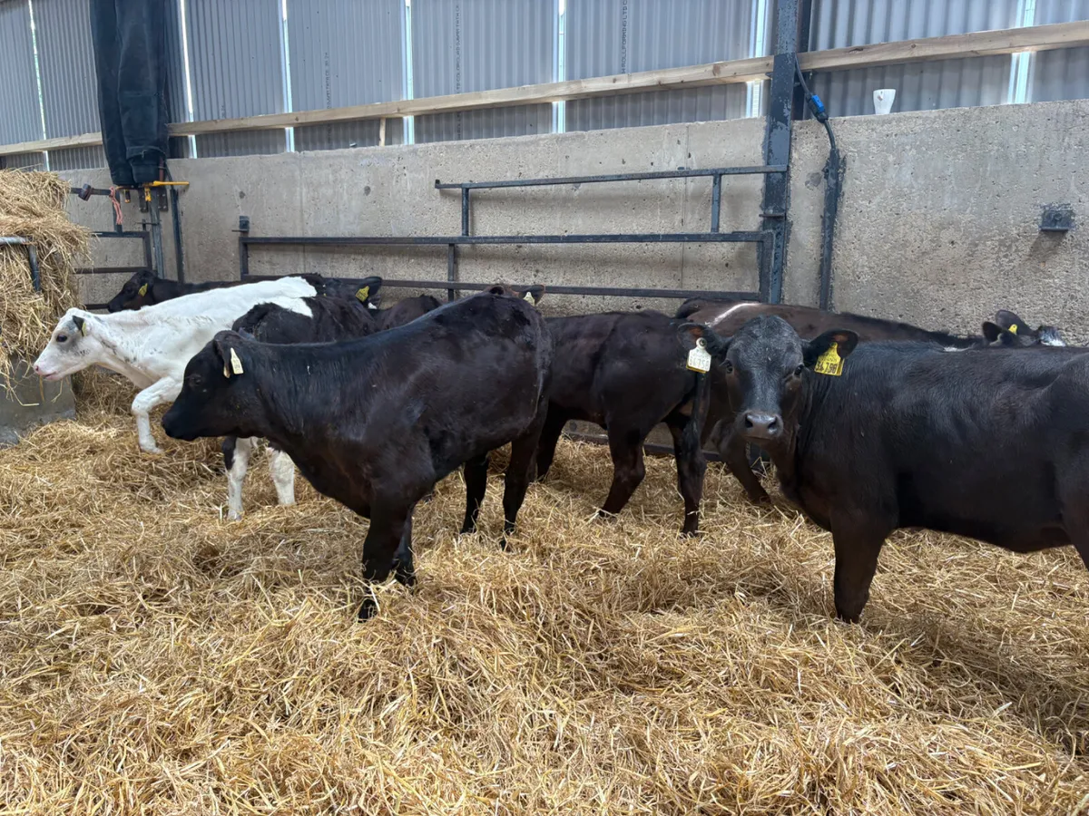 20 reared  Continental heifers for sale - Image 3