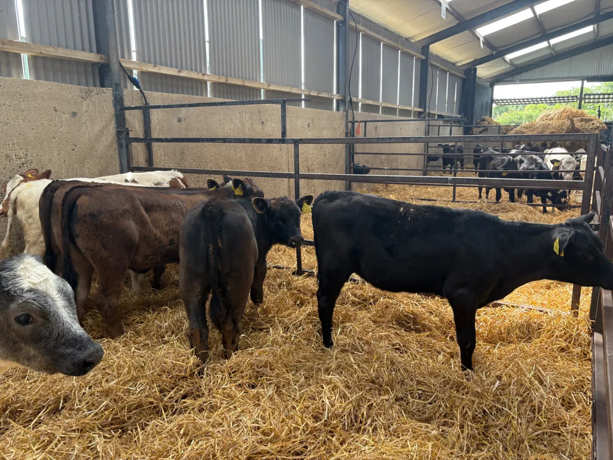 20 reared  Continental heifers for sale - Image 2