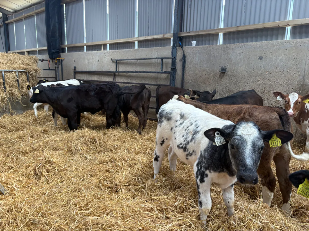 20 reared  Continental heifers for sale - Image 1