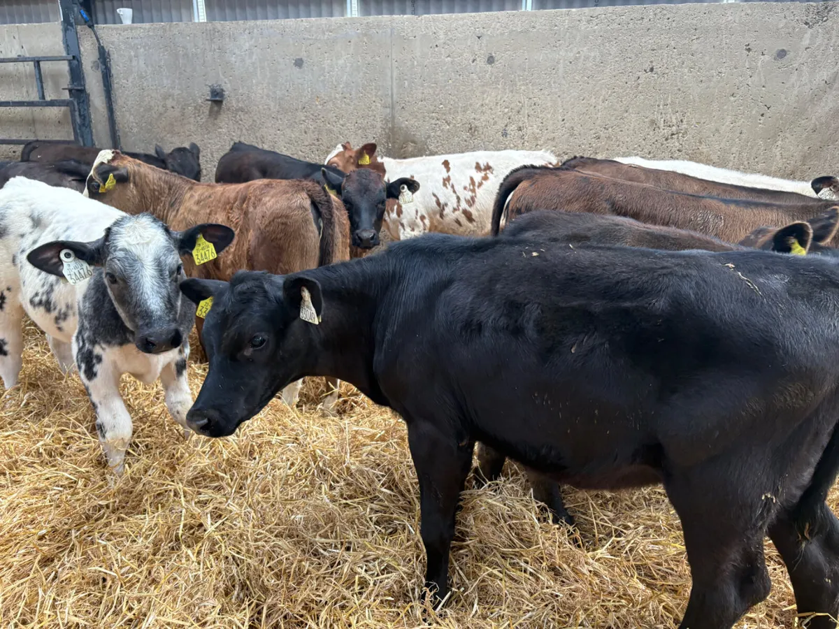 20 reared  Continental heifers for sale - Image 4