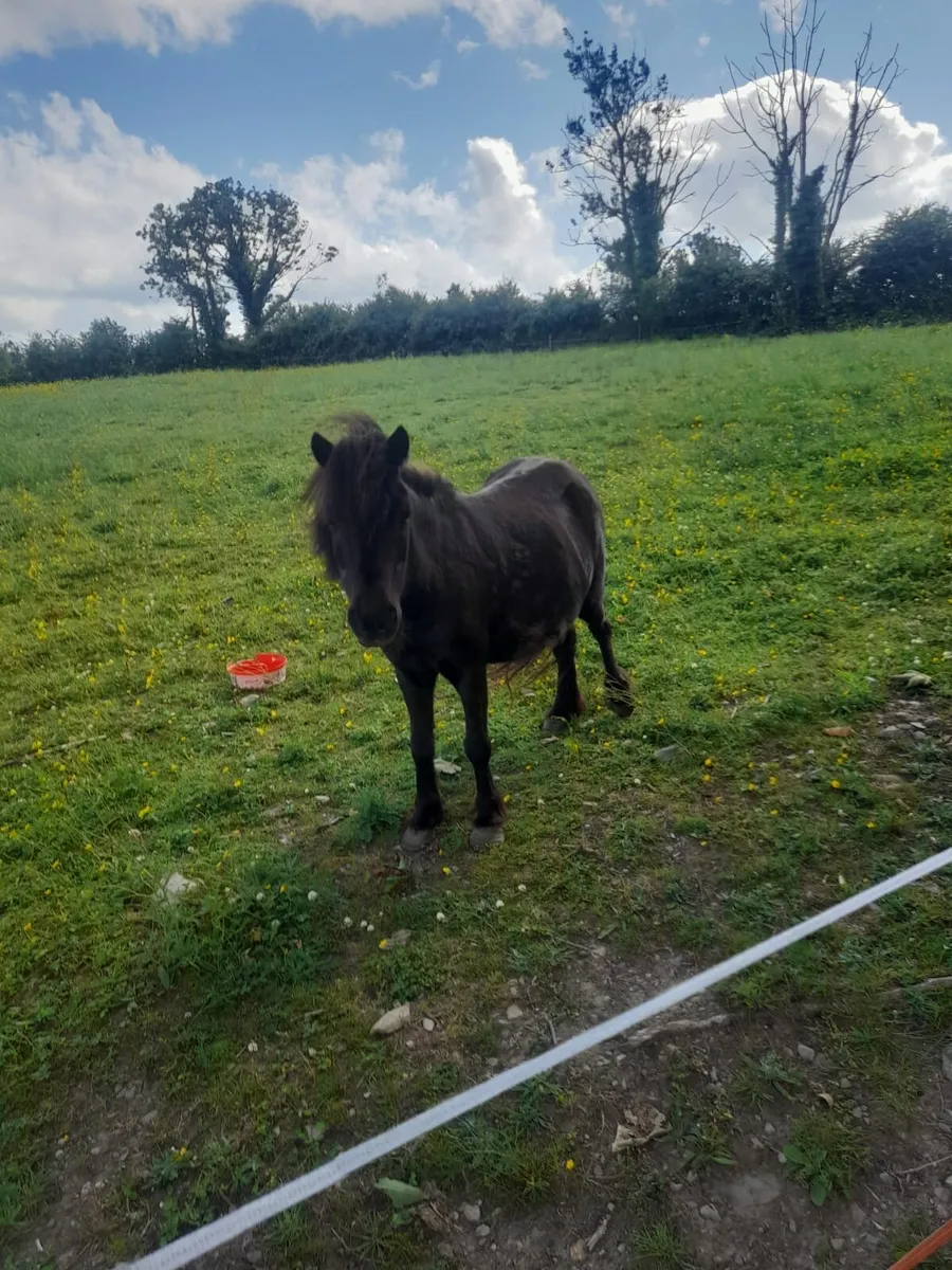 Brown female miniature pony