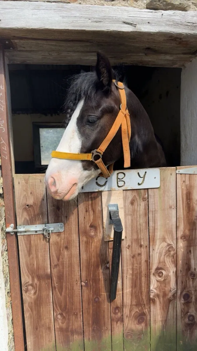 Ideal first pony 🌟 - Image 2