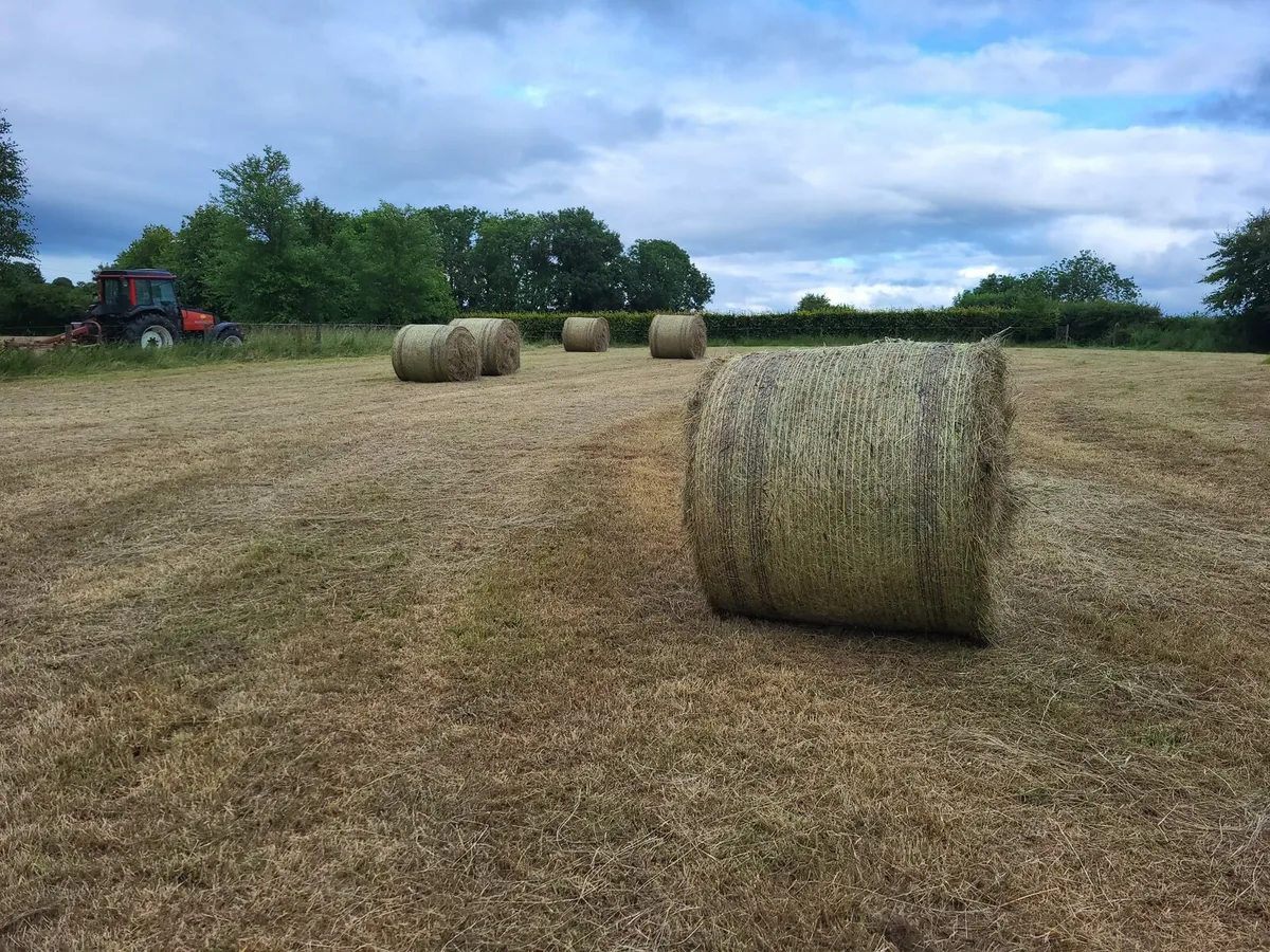 Organic horse Hay