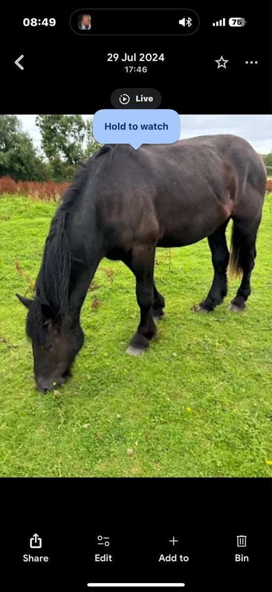3 year old fully registered black cob - Image 1