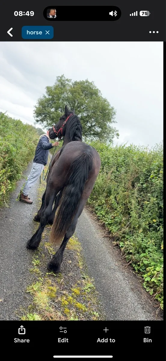 3 year old fully registered black cob - Image 2