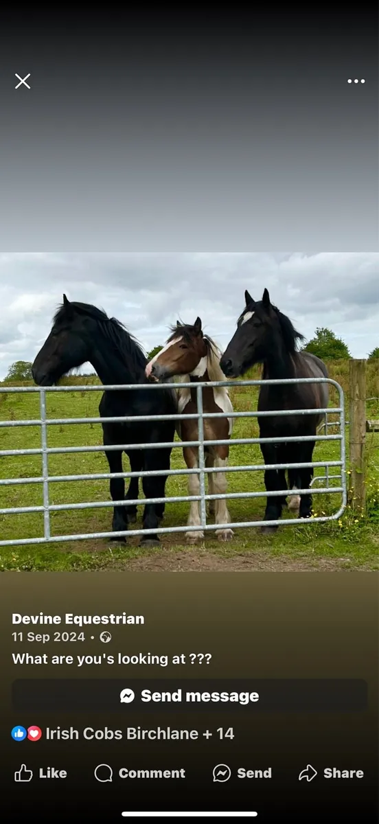 3 year old fully registered black cob - Image 3