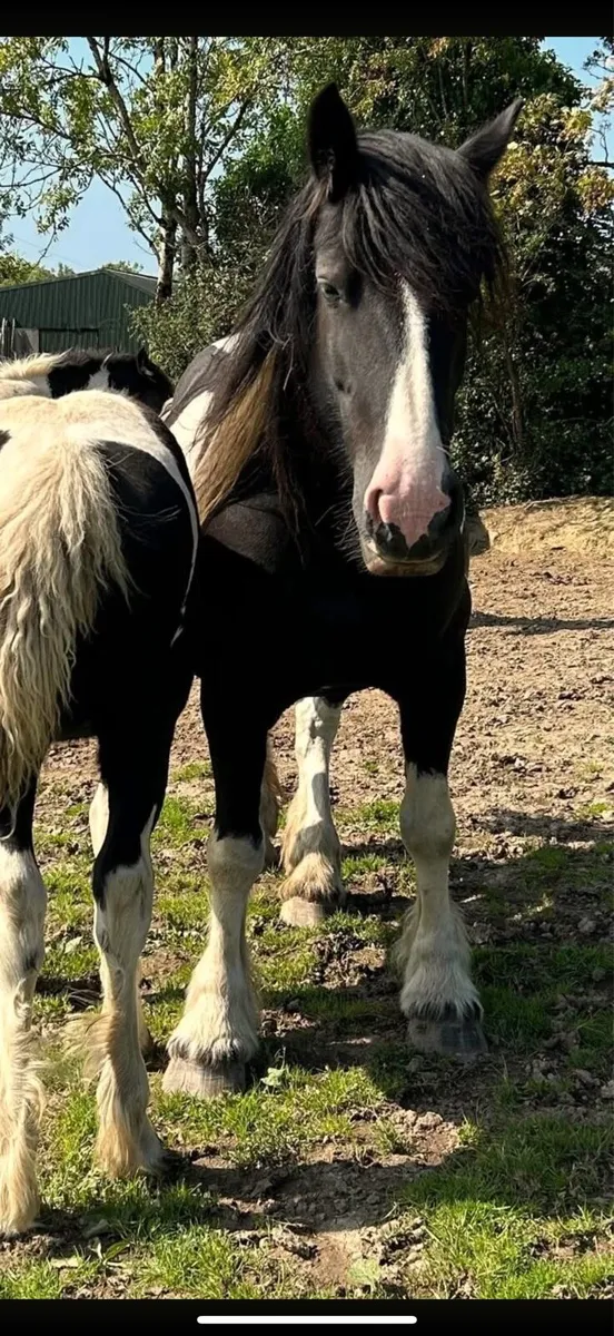 3 year old fully registered black cob - Image 4