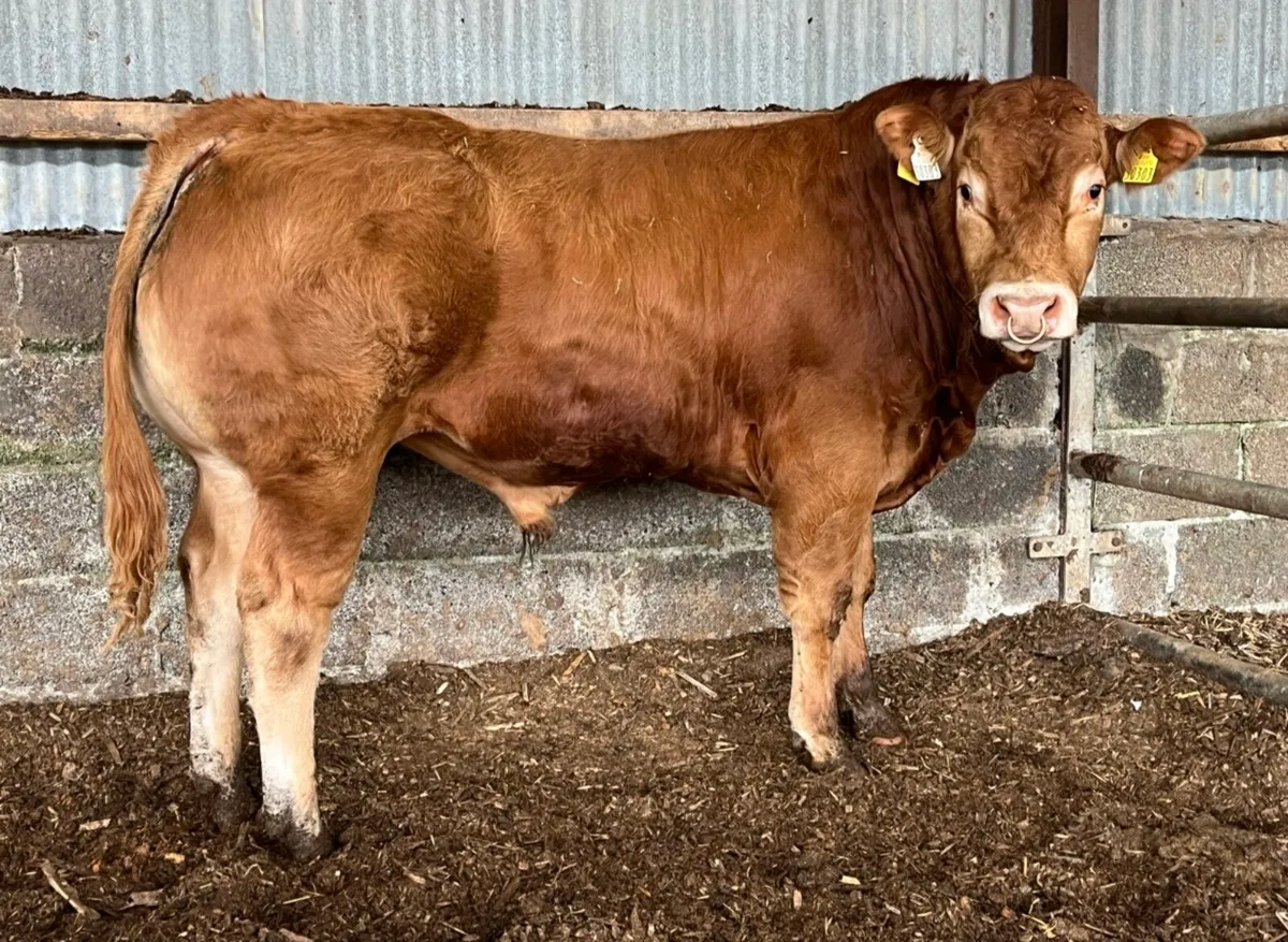 14 month old Pbr limousin bull