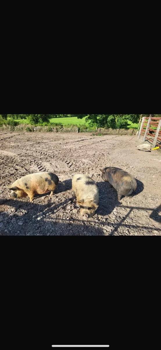 Kune Kune females - Image 1