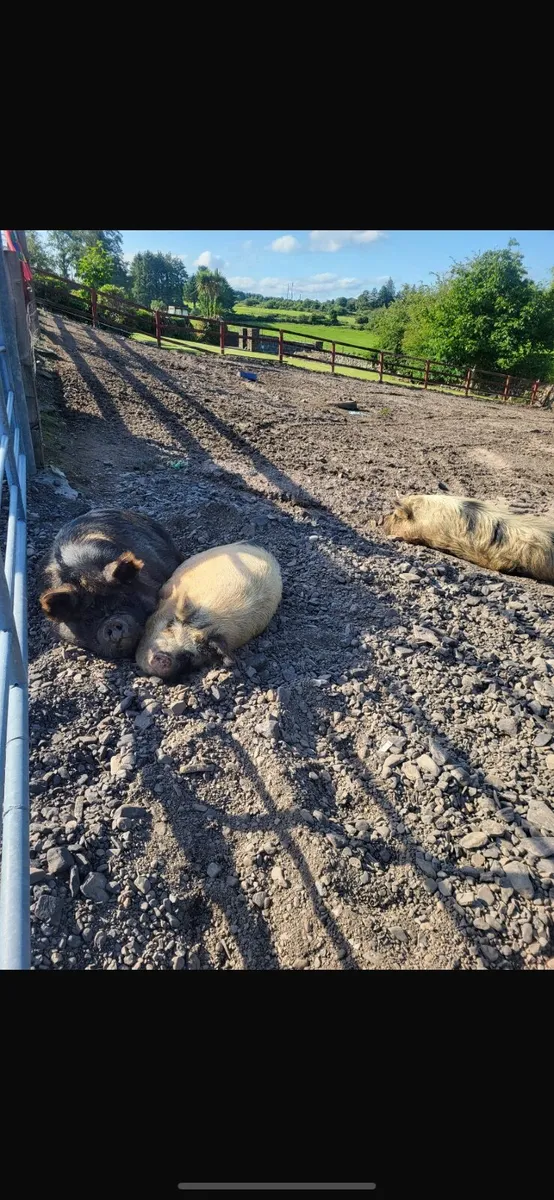 Kune Kune females - Image 2