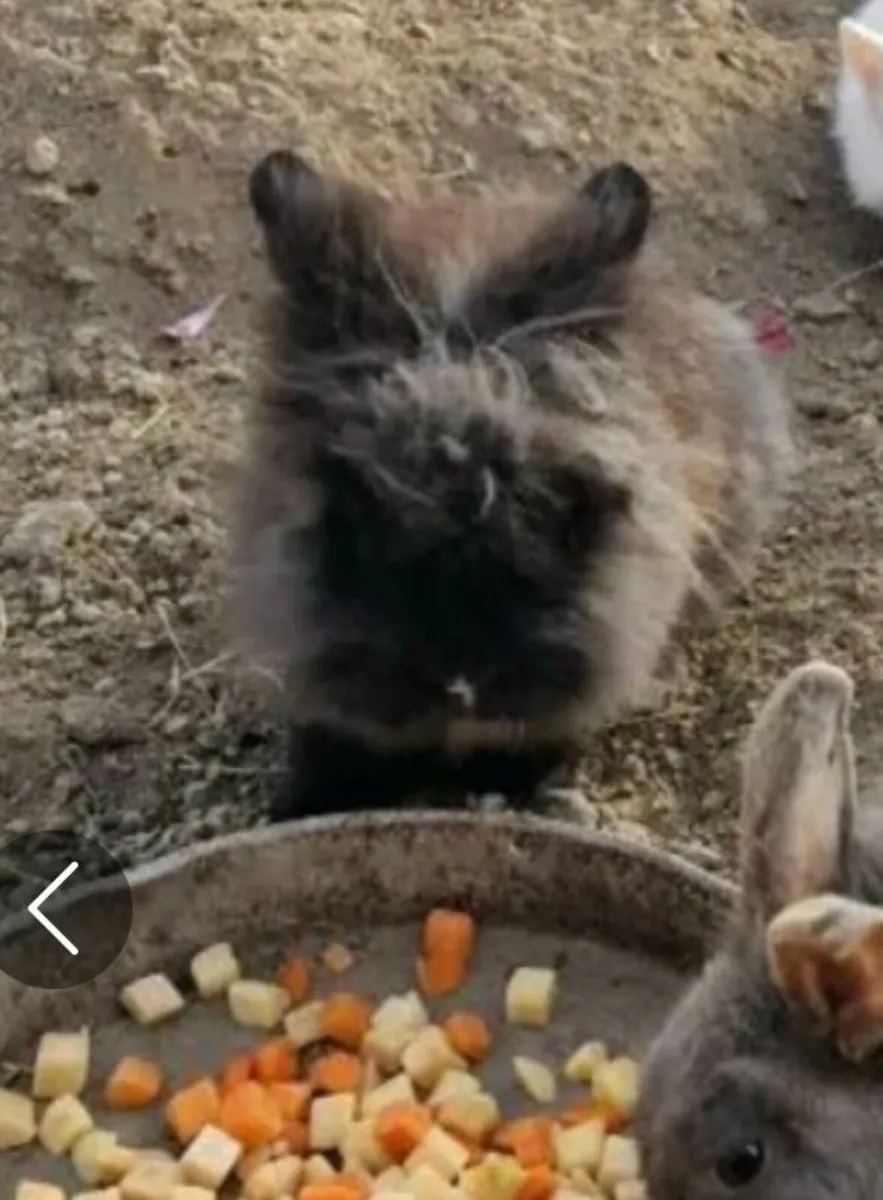 4 x rabbits - Image 1