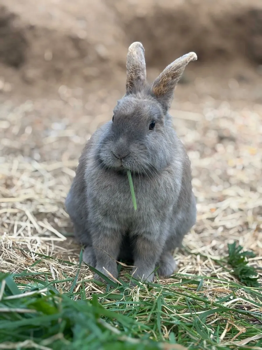 4 x rabbits - Image 2