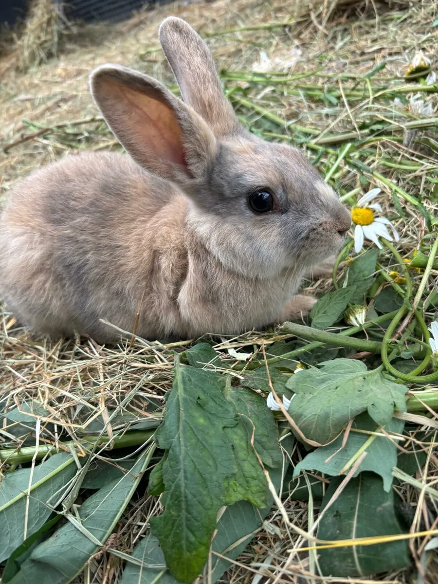 4 x rabbits - Image 4