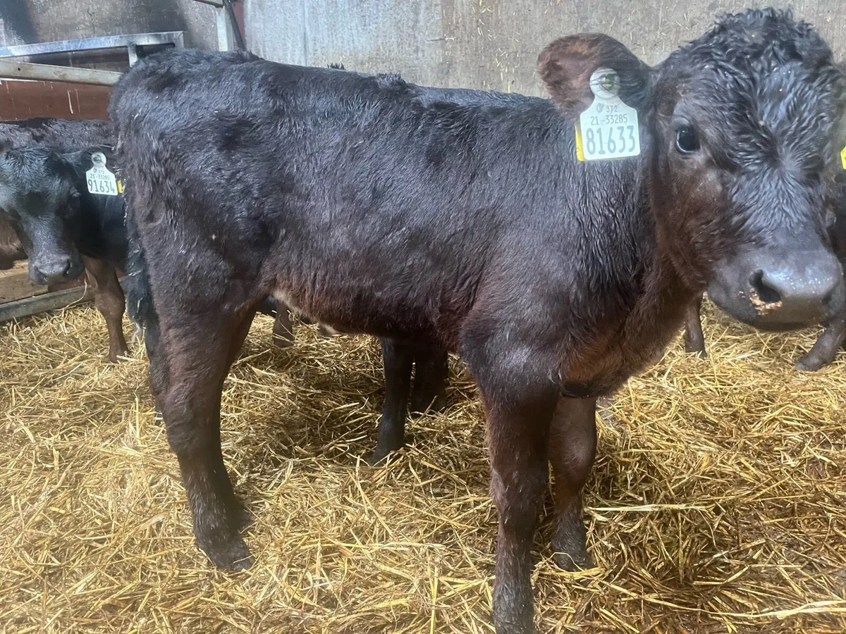 💥calves💥 - Image 1