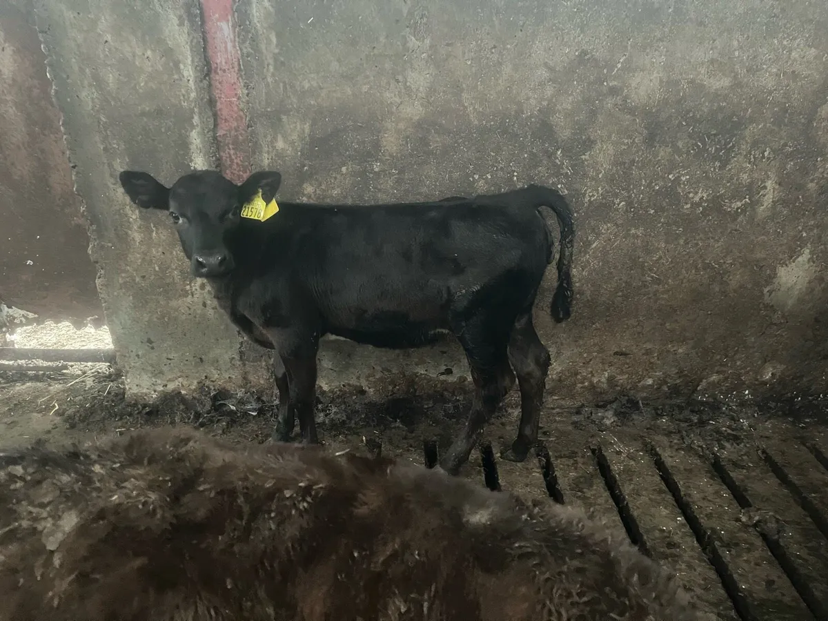 💥calves💥 - Image 2