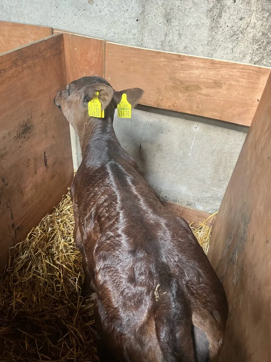 💥calves💥 - Image 4