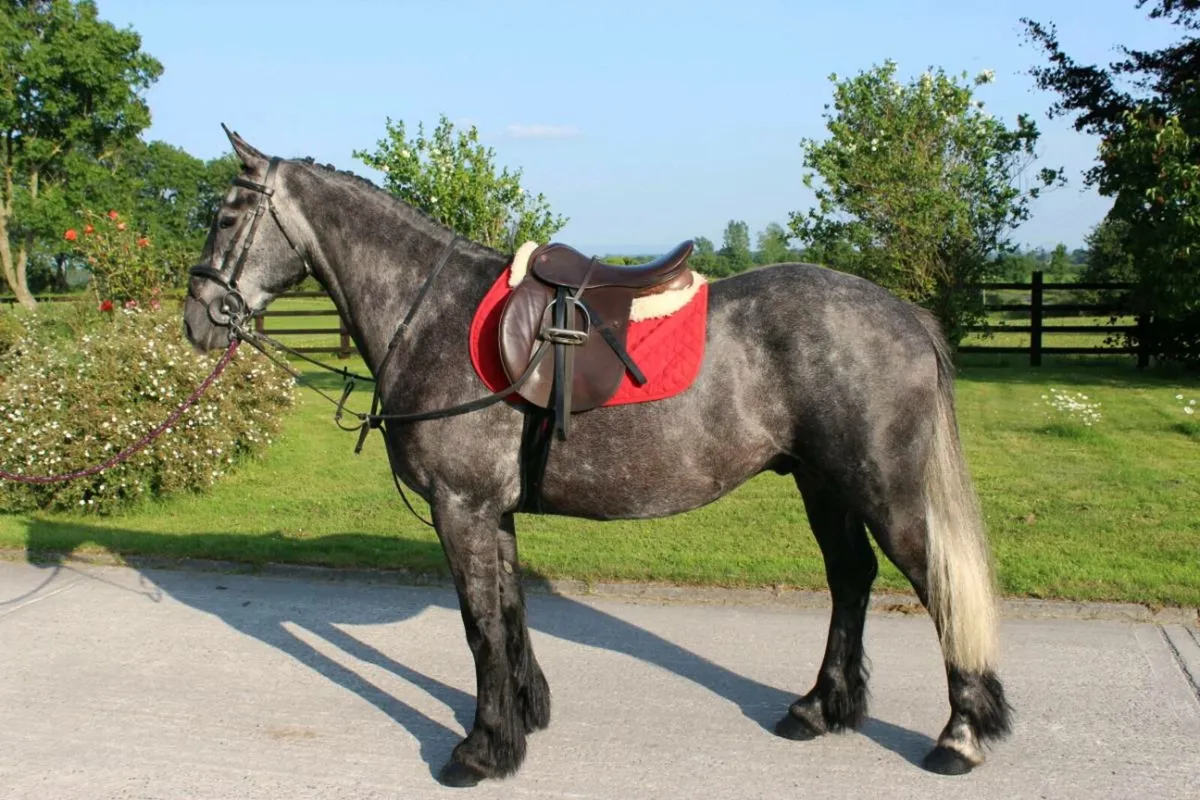 5yr old 15.3 Gelding Lot 179 Goresbridge 2nd July - Image 1