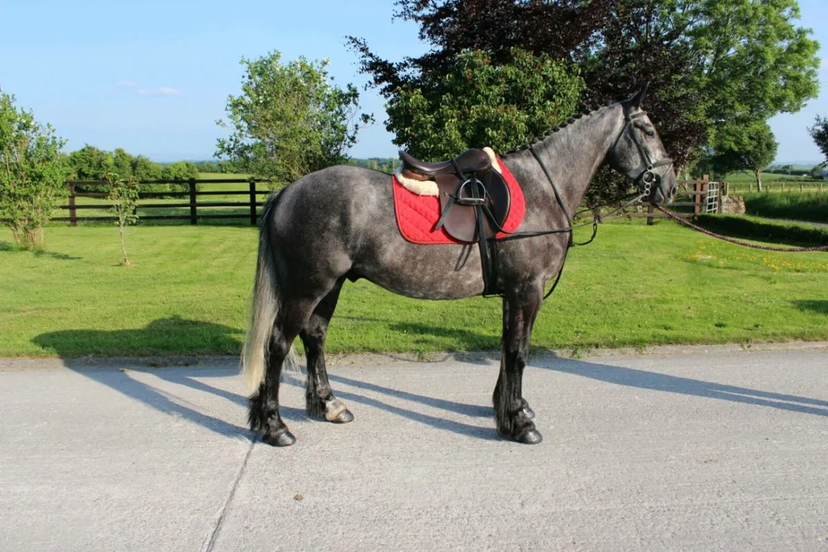 5yr old 15.3 Gelding Lot 179 Goresbridge 2nd July - Image 2