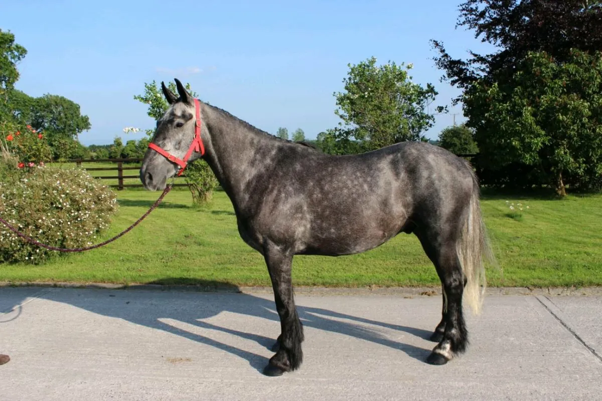5yr old 15.3 Gelding Lot 179 Goresbridge 2nd July - Image 3