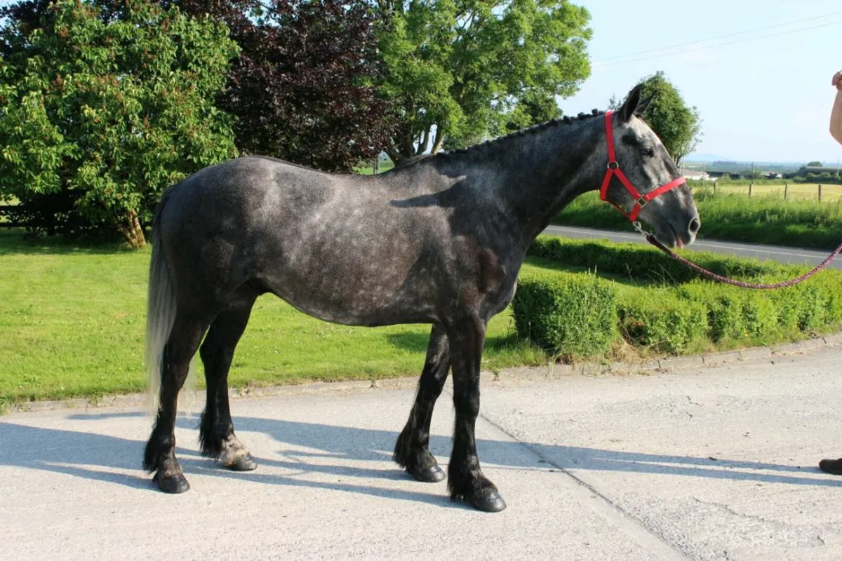 5yr old 15.3 Gelding Lot 179 Goresbridge 2nd July - Image 4