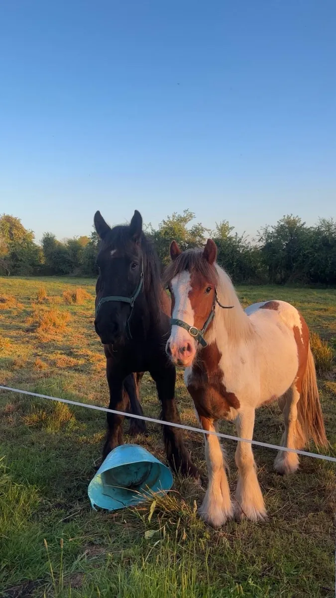 Gelding - Image 1