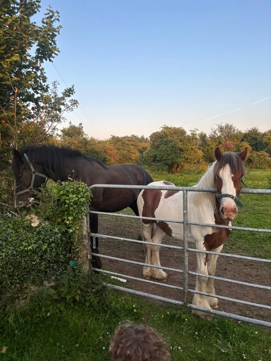 Gelding - Image 2