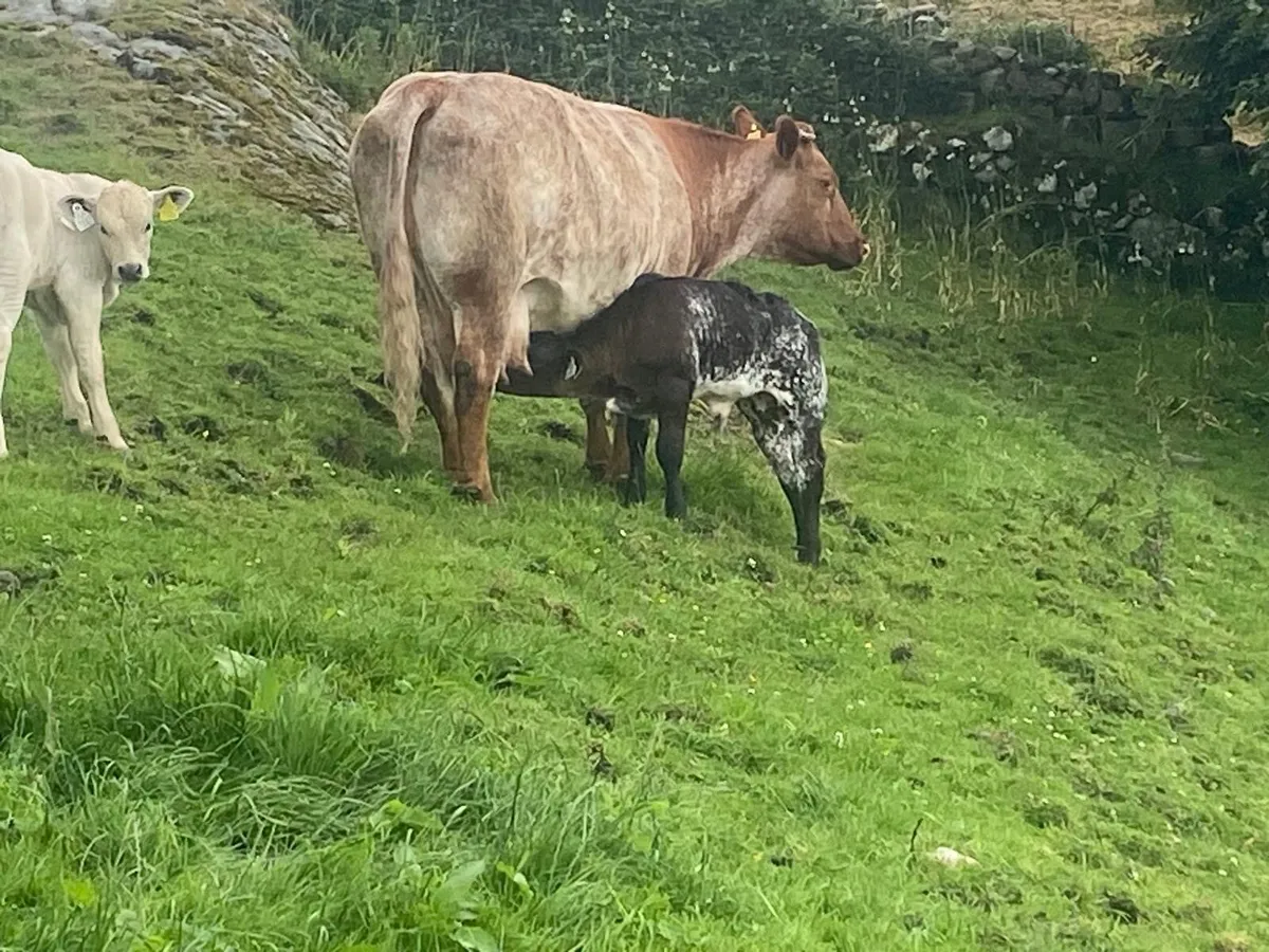 Super Cow & Calf - Image 1