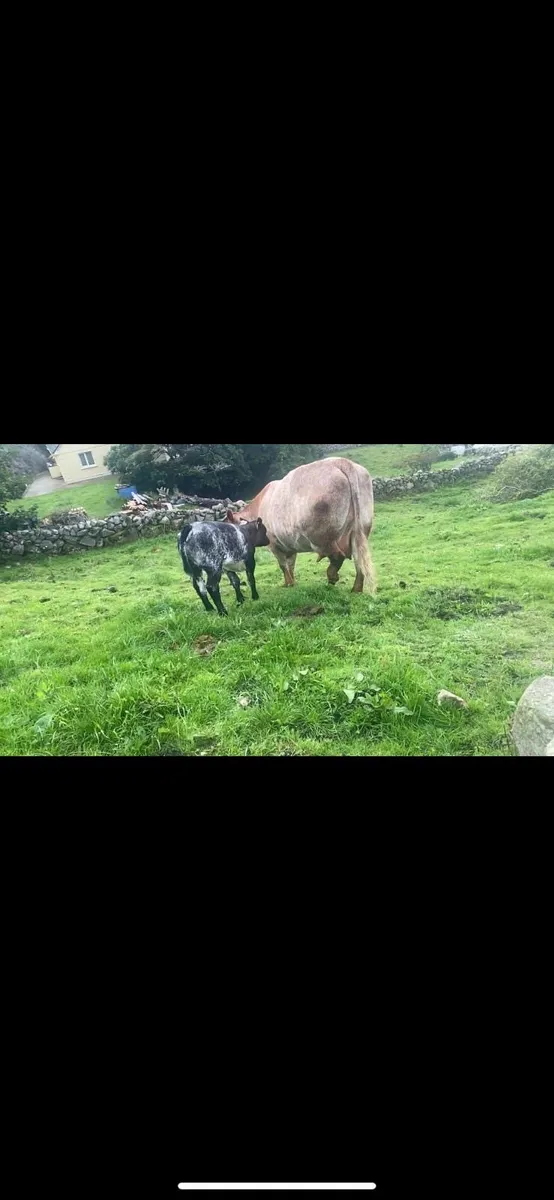 Super Cow & Calf - Image 2