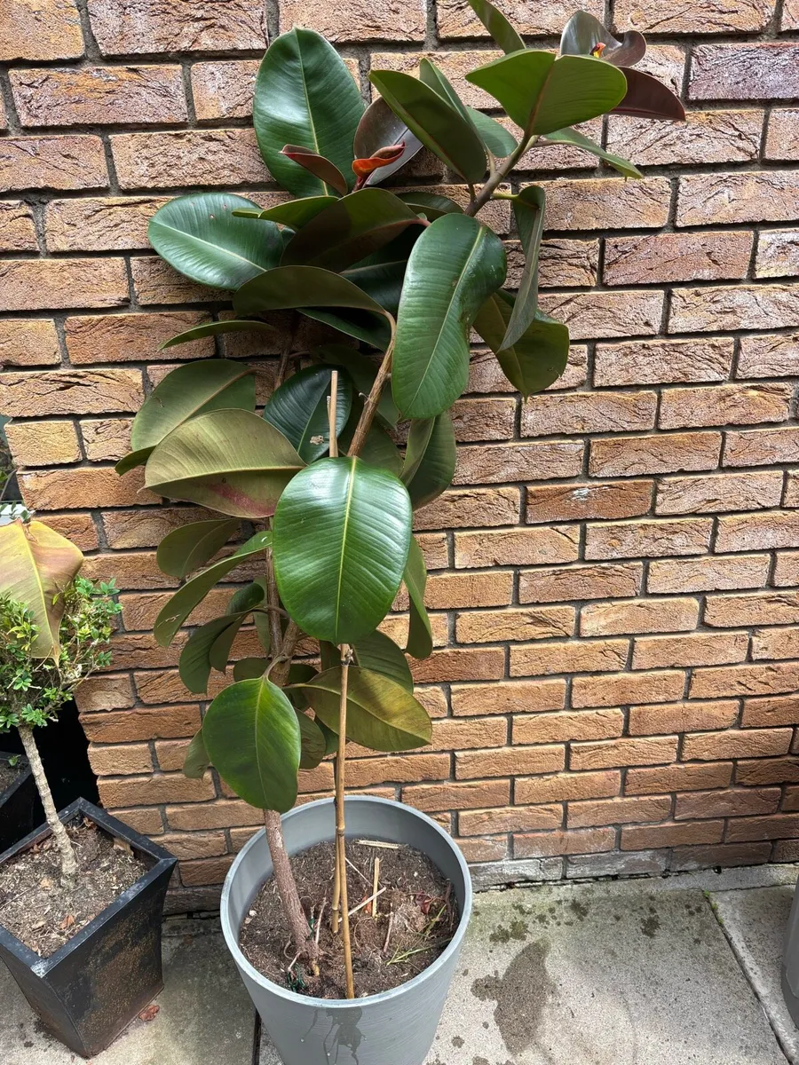 Ficus robusta free to a good home