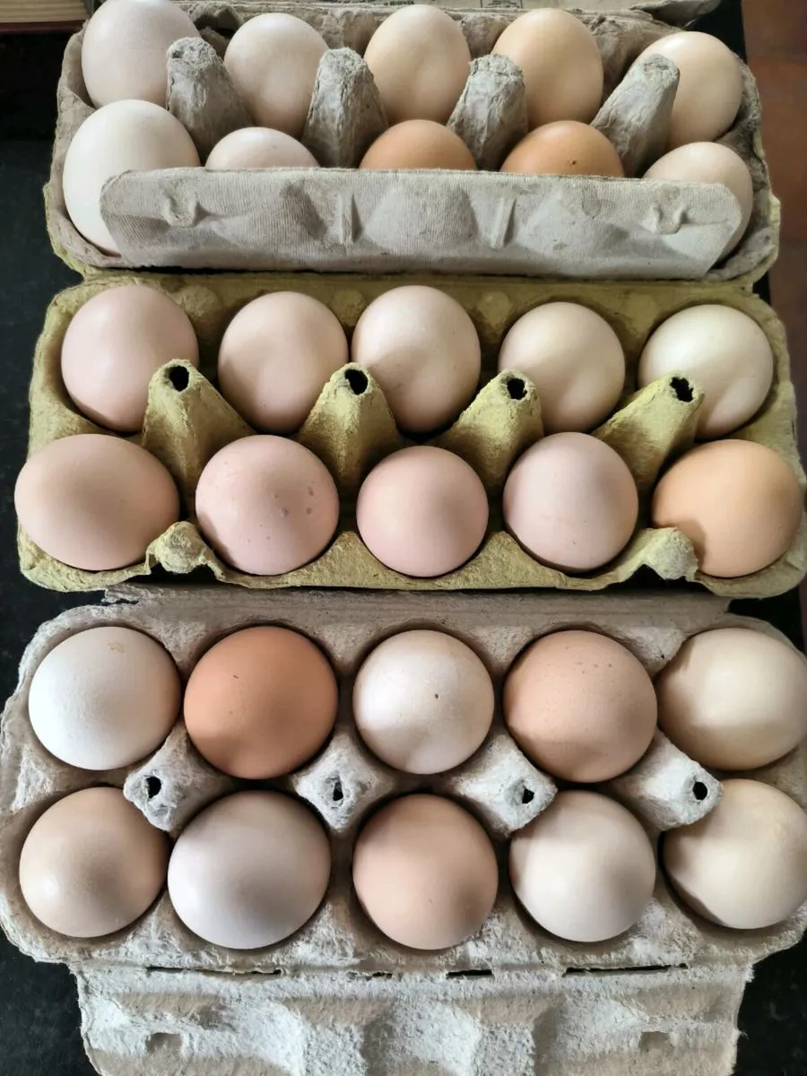 Hatching eggs - Image 1