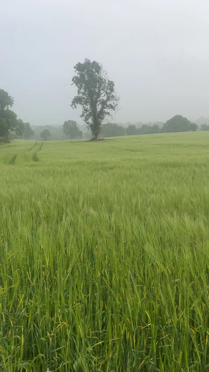Barley wholecrop - Image 1