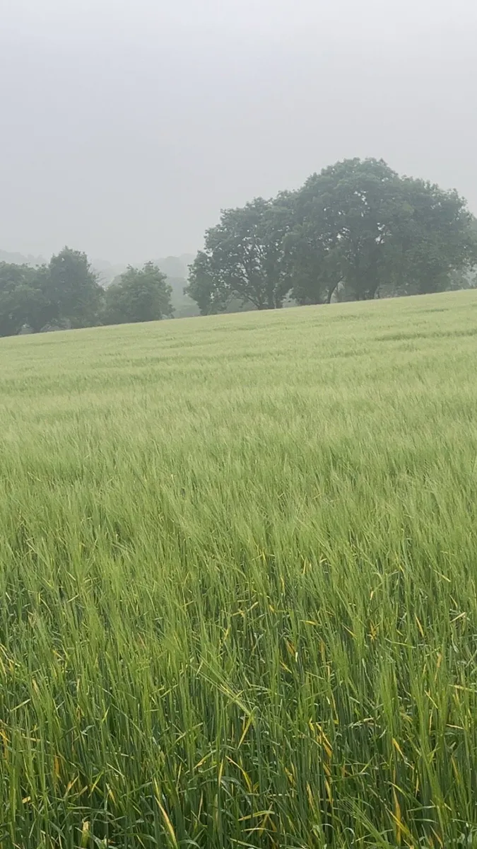 Barley wholecrop - Image 2