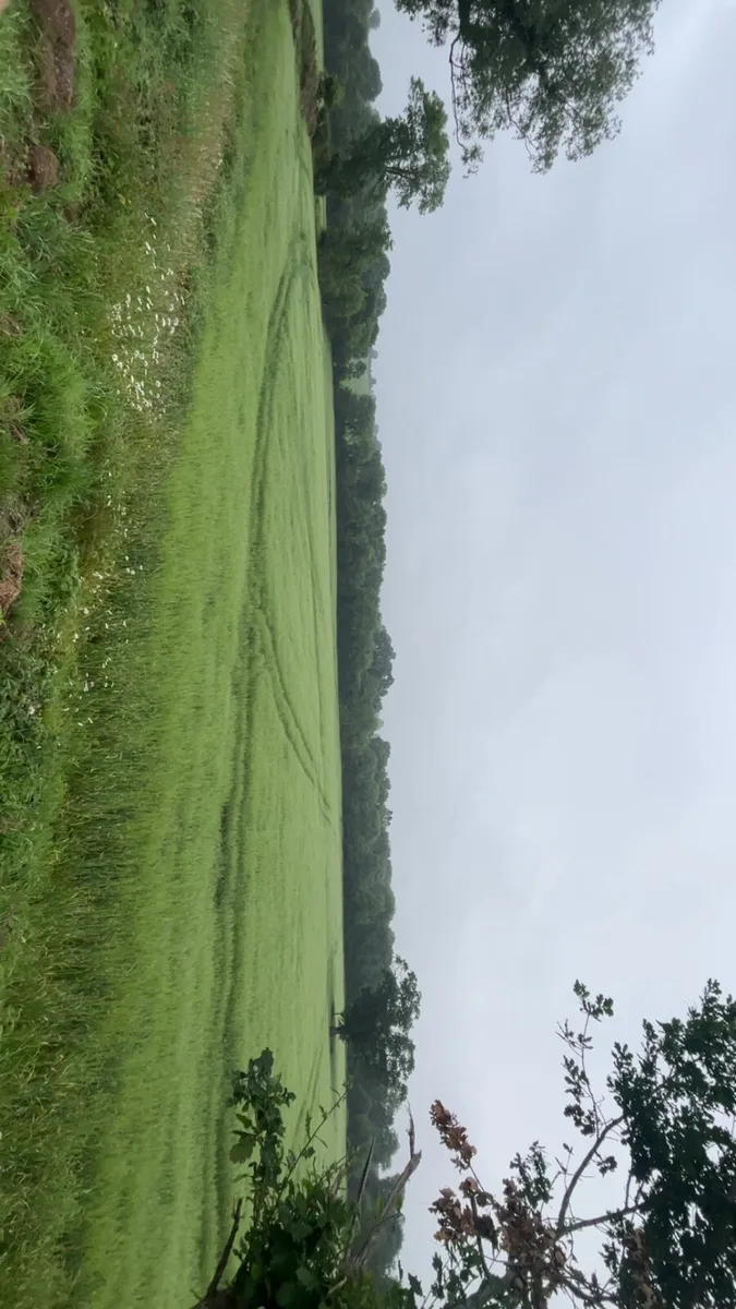 Barley wholecrop - Image 3