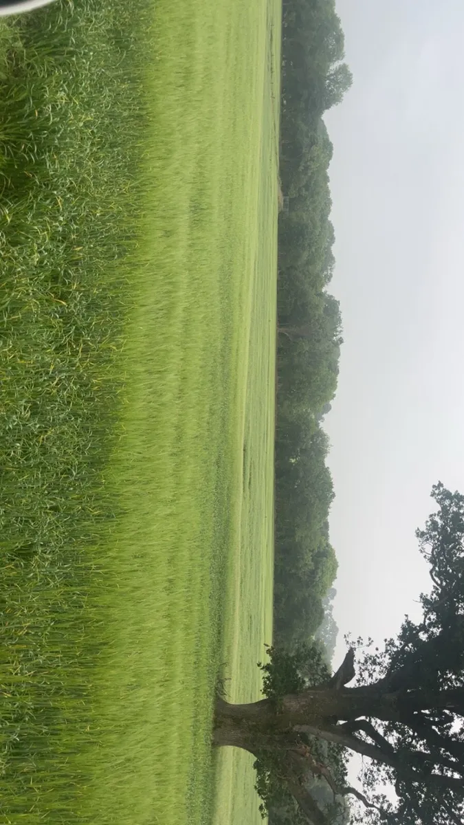 Barley wholecrop - Image 4