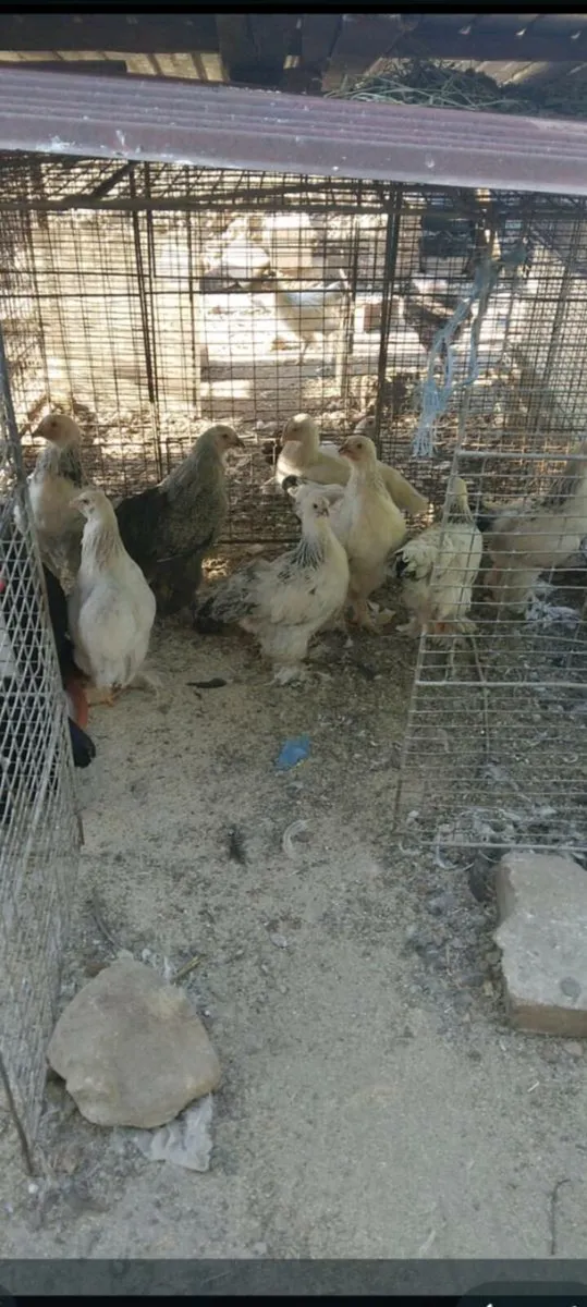Hatching eggs - Image 2
