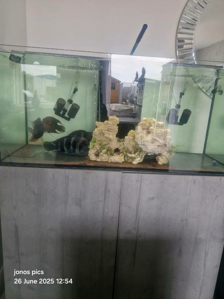 Fish - Image 1