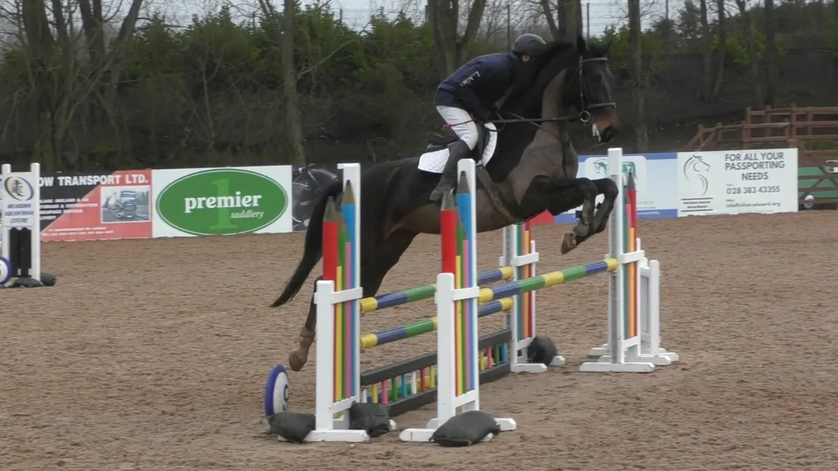 Well bred potential Broodmare - Image 2