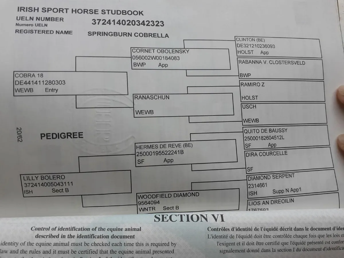Well bred potential Broodmare - Image 3