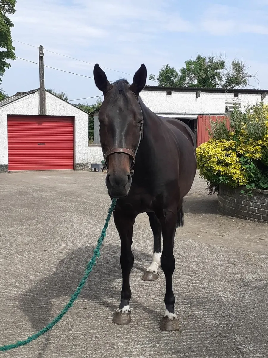 Well bred potential Broodmare - Image 4