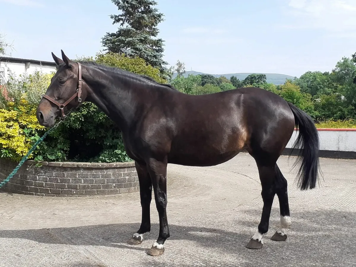 Well bred potential Broodmare - Image 1