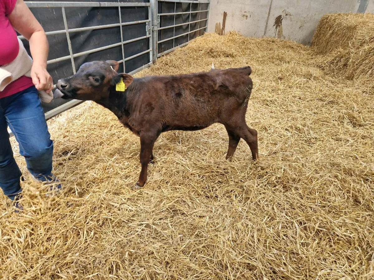 Aa heifer calf - Image 1