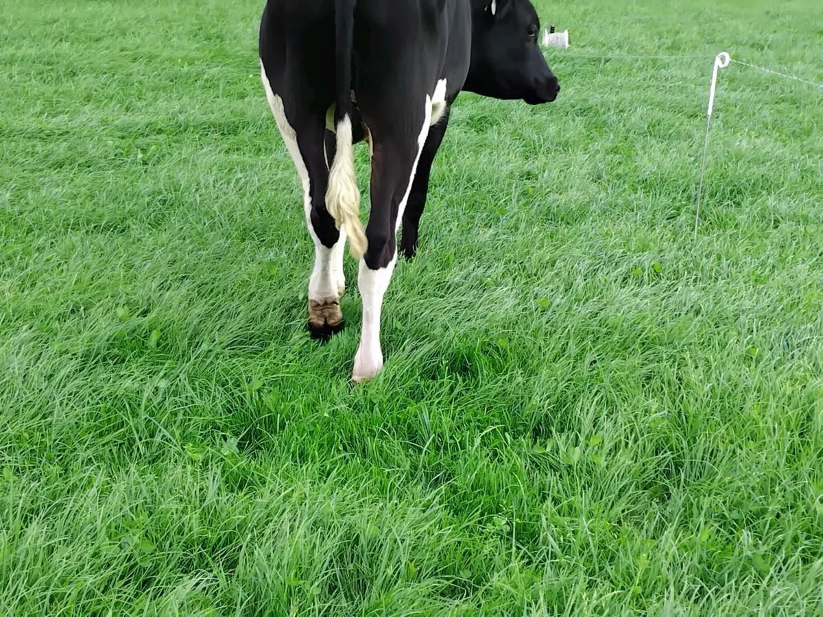 High EBI fresian bull - Image 2