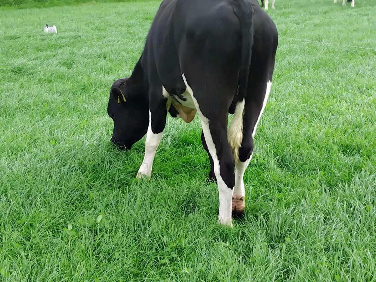High EBI fresian bull - Image 3