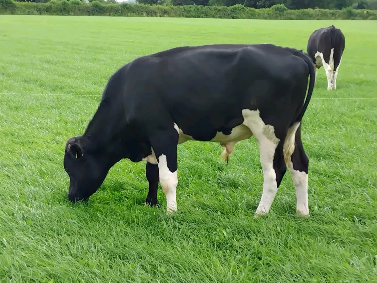 High EBI fresian bull - Image 1