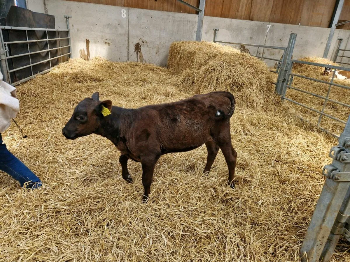 Aa heifer calf - Image 2