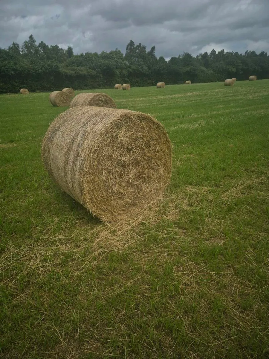 Italian ryegrass hay - Image 1