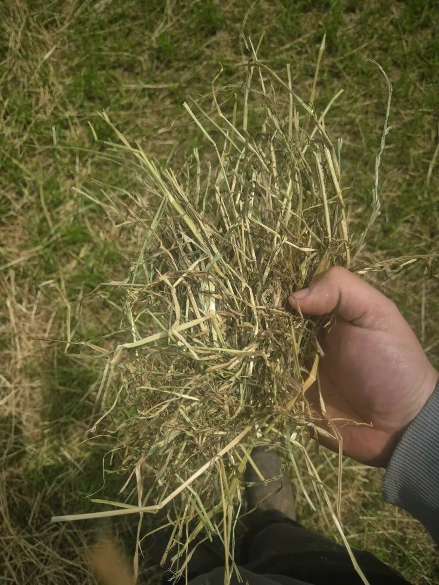 Italian ryegrass hay - Image 2