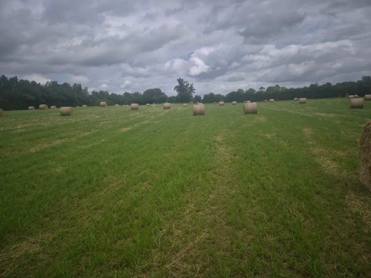 Italian ryegrass hay - Image 3