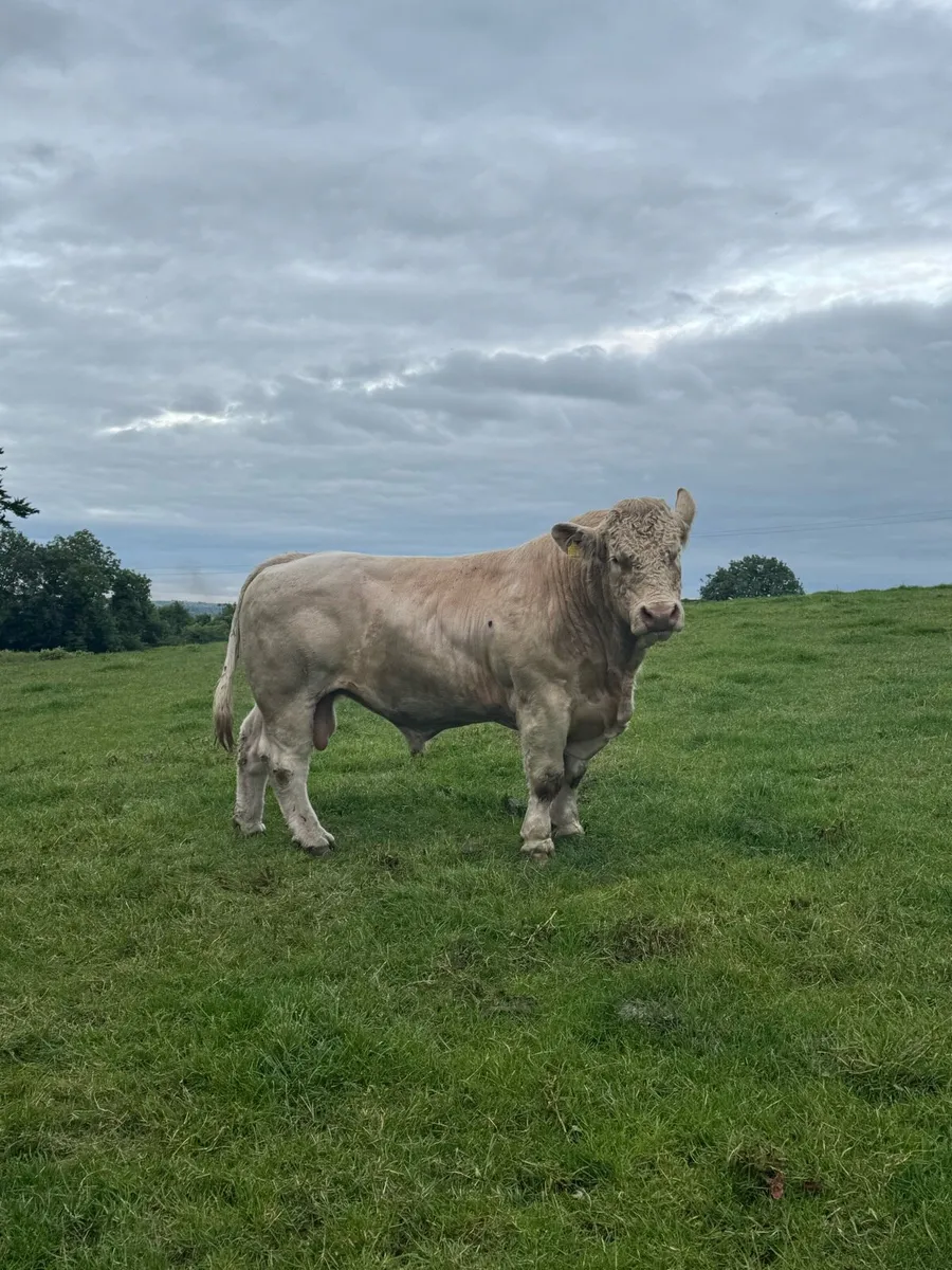 Charolais Bull - Image 2