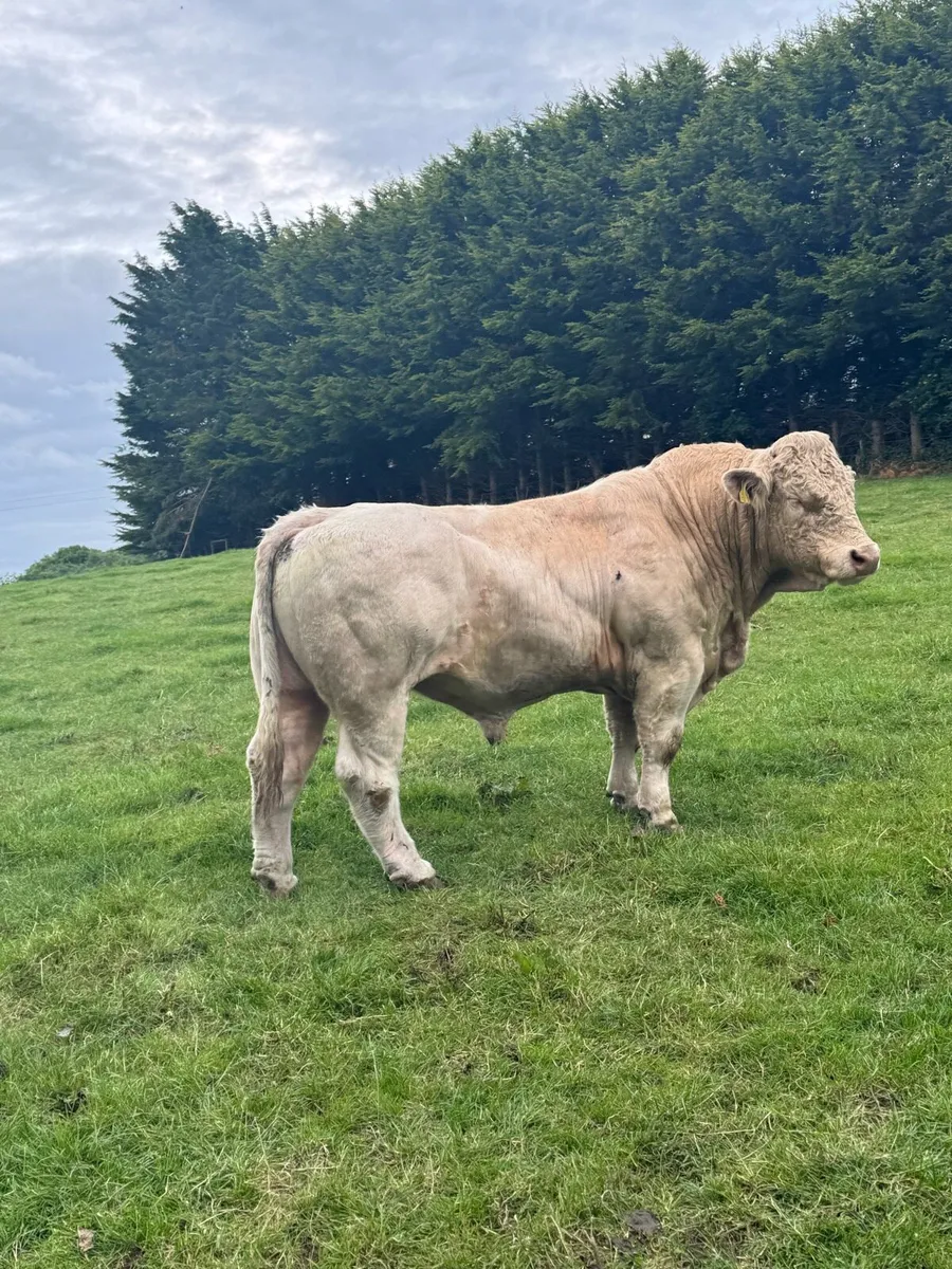Charolais Bull - Image 1